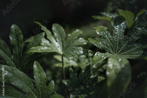 Water drops on a green leaf in a macro shoot