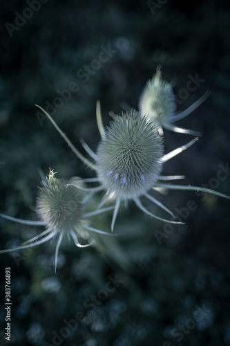 Wild plant in close up with sunrise light