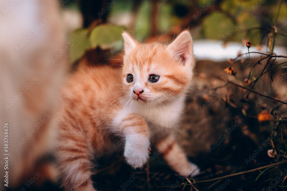 Curious and shy little red cat. Small fluffy striped red kitten for the first time on a walk in nature. Curious and shy little red cat. Small fluffy striped red kitten for the first time on a walk in nature.