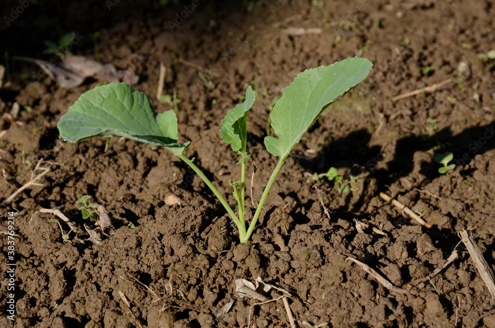 the small ripe green cabbage plant seedlings in the garden. the small ripe green cabbage plant seedlings in the garden.