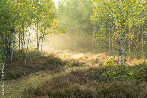 Fototapeta Naklejka Na Ścianę i Meble -  Mglisty poranek w sosnowym lesie.