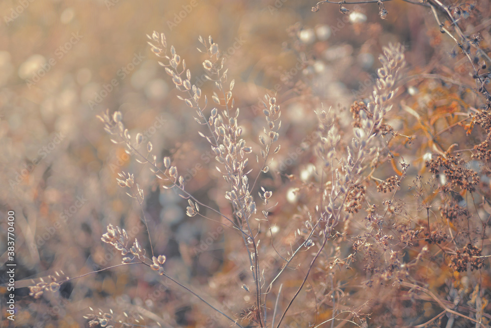 Soft focus blurred background image of Sunrise in field. Autumn rural landscape with fog, sunrise and blossoming meadow. wild flower blooming on Sunrise. Samara, Russia. Soft focus blurred background image of Sunrise in field. Autumn rural landscape with fog, sunrise and blossoming meadow. wild flower blooming on Sunrise. Samara, Russia.