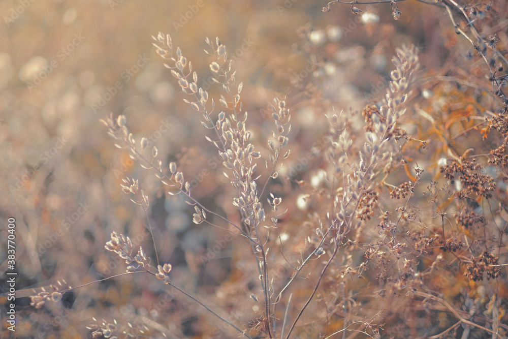 Soft focus blurred background image of Sunrise in field. Autumn rural landscape with fog, sunrise and blossoming meadow. wild flower blooming on Sunrise. Samara, Russia.