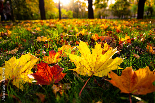 Gold autumn. Fallen leaves in the city park.