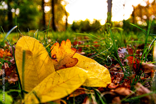 Gold autumn. Fallen leaves in the city park.