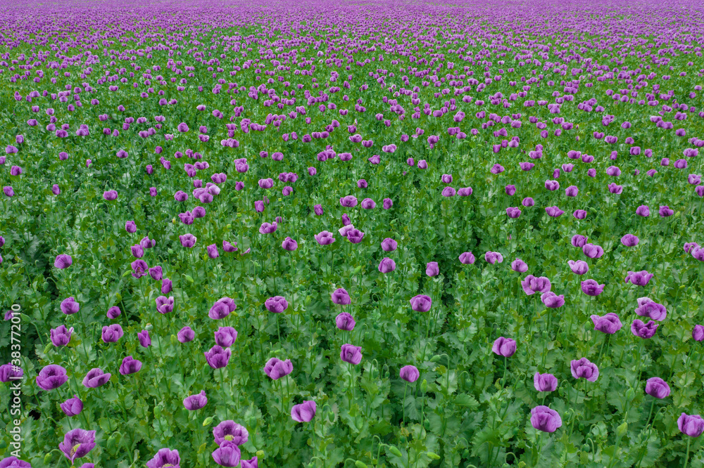 ajoskomarom, Hungary - Aerial view of cultivated poppy field at countryside, farm concept, agriculture texture. Poppy blossom. Blooming poppy. ajoskomarom, Hungary - Aerial view of cultivated poppy field at countryside, farm concept, agriculture texture. Poppy blossom. Blooming poppy.