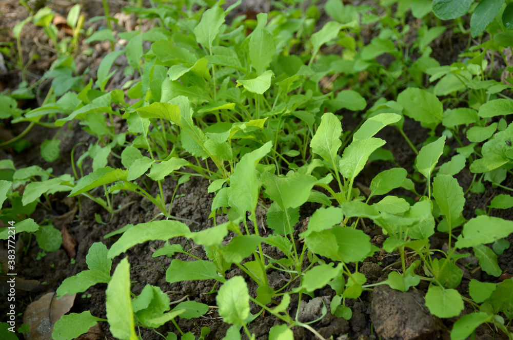 bunch the small ripe green spinach plant seedlings in the garden. bunch the small ripe green spinach plant seedlings in the garden.