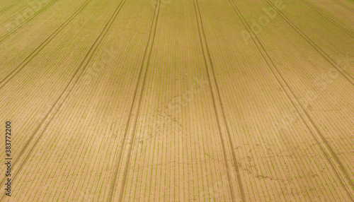 Lajoskomarom, Hungary - Aerial view of cultivated corn filed at countryside. Farm concept, agriculture texture.