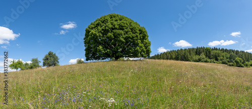 Hügelige Wiese mit großem Lindenbaum im Sommer - Panorama Landschaft photo