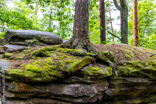 tree on a rock in the forest