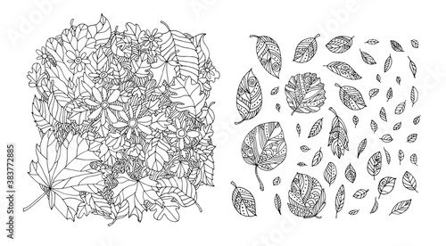 Folling leaves pattern. Maple, elm, birch, linden. Hand drawn artwork. Zentangle, doodle. Woodcut style. Coloring book page for adults and kids. Black and white. Bohemian ethnic concept