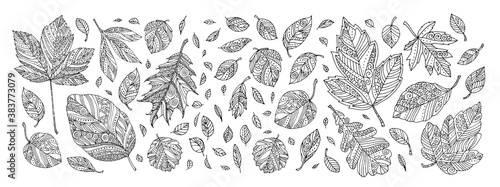 Folling leaves pattern. Maple, elm, birch, linden. Hand drawn artwork. Zentangle, doodle, tattoo. Woodcut style. Coloring book page for adult. Black and white. Bohemian ethnic concept