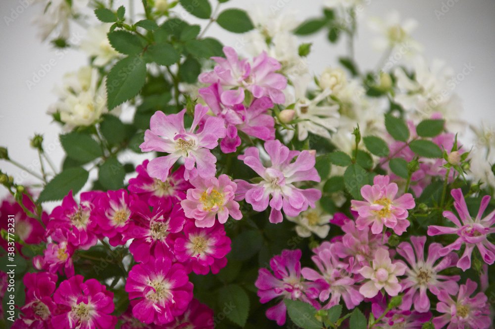 白ピンク赤3色の小花 白ピンク赤3色の小花