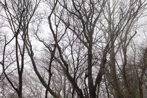 trees in the snow