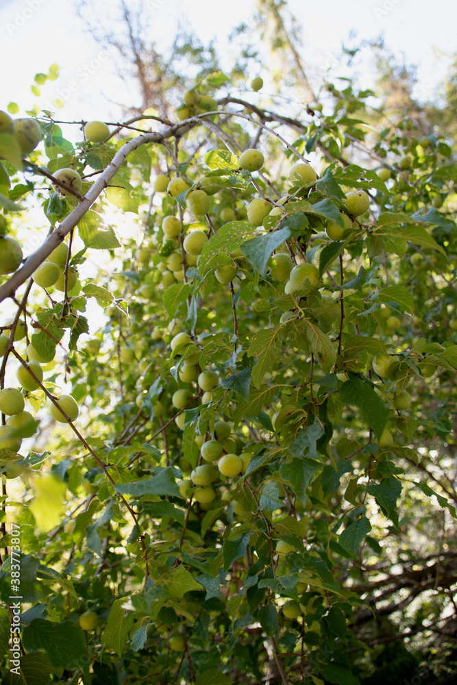 prunes sur une branche