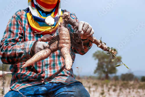 cassava, agriculture are harvesting tapioca in cassava farmland
