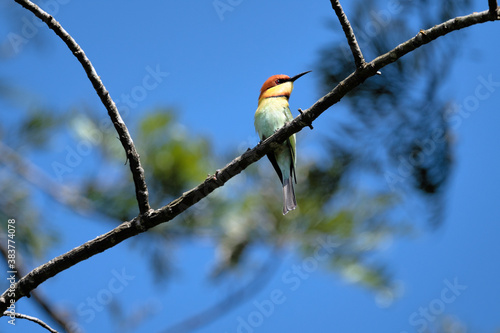 Chestnut-headed bee-eater photo