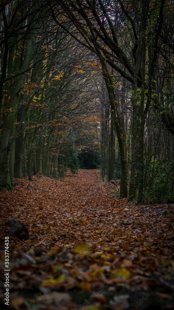 Einsamer Weg im Wald im Herbst