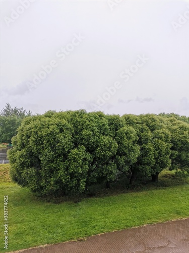 tree in the park © Кирилл Гулевич