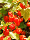 (Physalis alkekengi) Chinese lantern or Bladder cherry, ornamental plant with mature fruits covered of bright orange-red husk like papery appearance