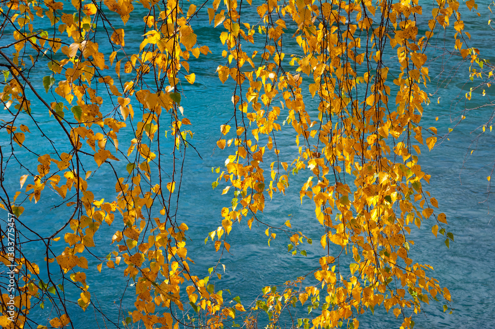 Birch yellow leaves on the background of the river. Birch yellow leaves on the background of the river.