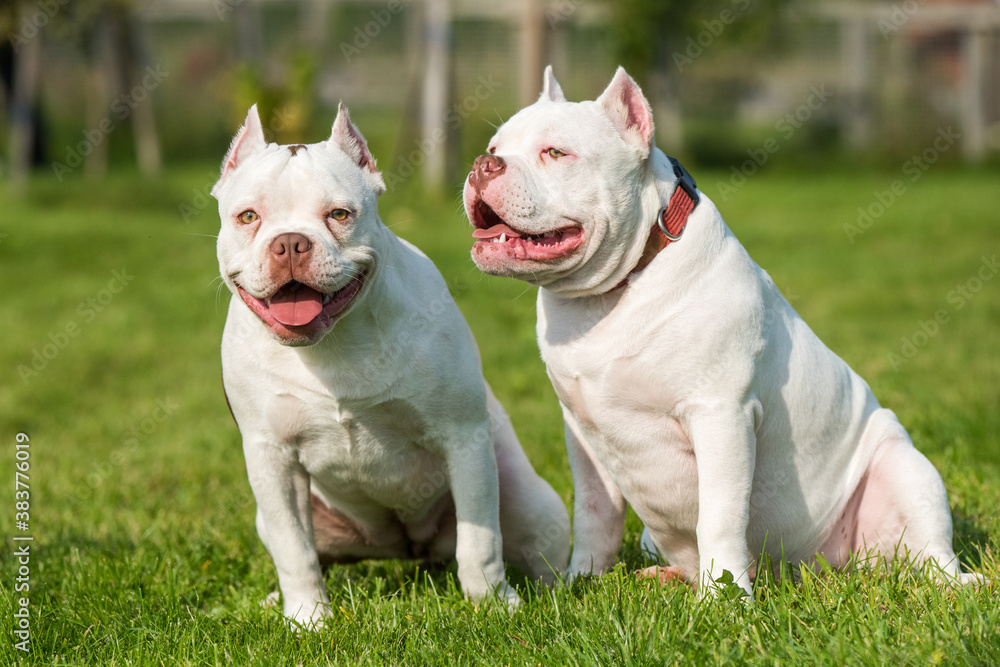 Two American Bully puppies dogs are sitting Two American Bully puppies dogs are sitting