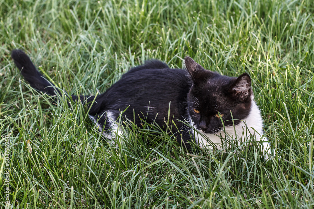 Black and white young cat on green grass