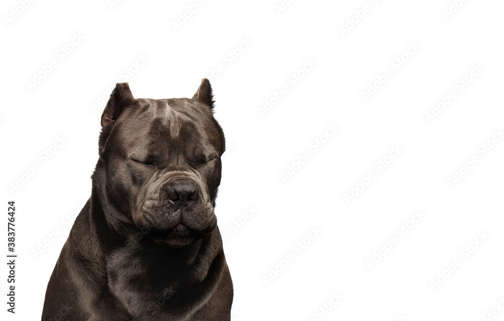 Portrait of thinking Cane Corso Dog with closed eyes on Isolated white background Portrait of thinking Cane Corso Dog with closed eyes on Isolated white background