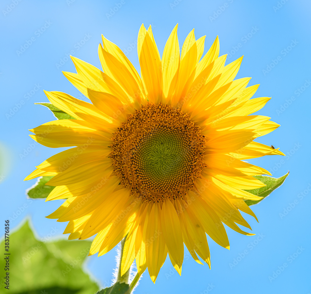 Naklejka premium sunflower back illuminated against the sky
