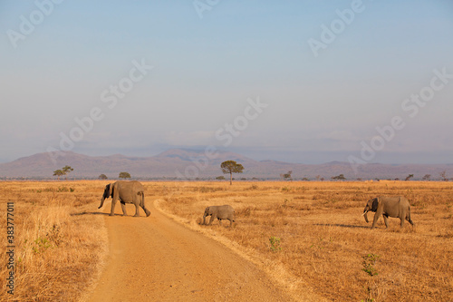 Wild Elephant photo