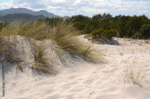 sand dunes in Sardinia behind the beach. 