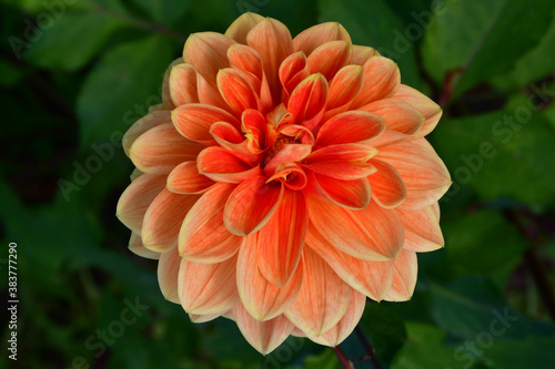 Beautiful orange Dahlia flower close-up on a blurry background in the garden. The petals of the fiery colors. The texture of the petals of a flower.