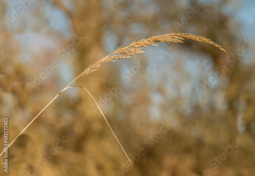 detail of dry grass inflorescence