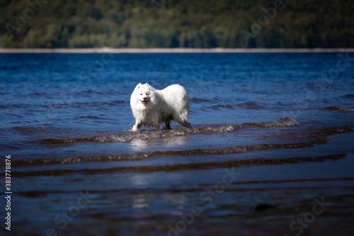 dogs on water © Alexandra