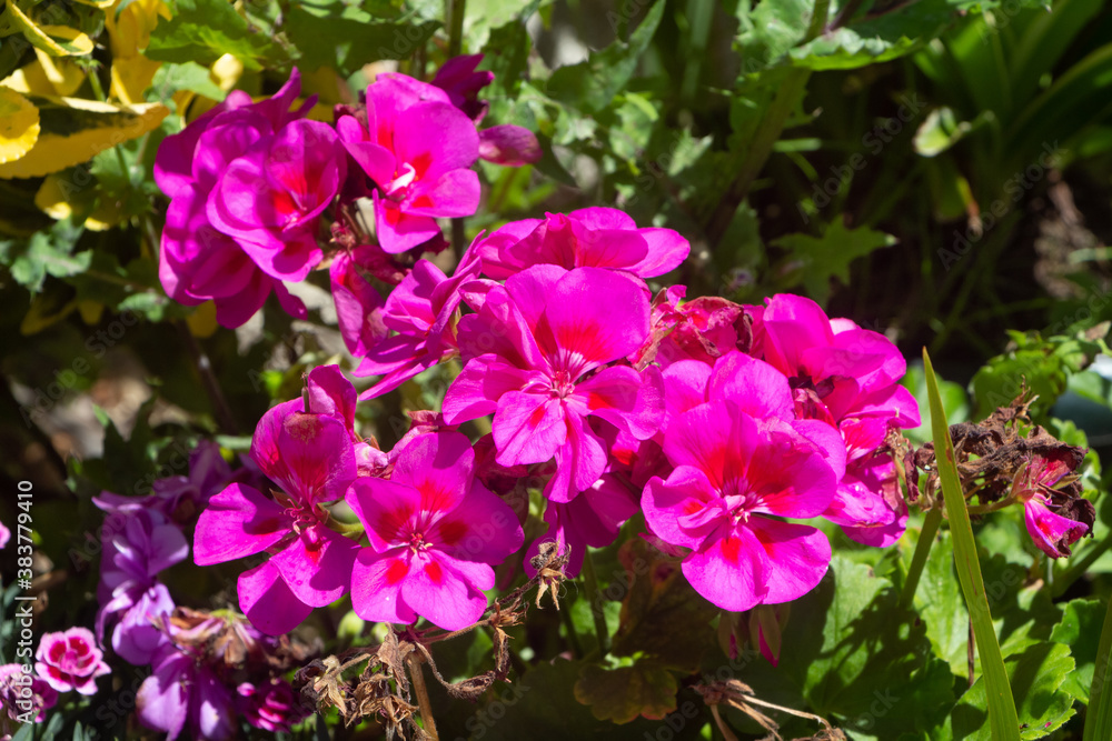 Pink geranium flowers in a garden during summer Pink geranium flowers in a garden during summer
