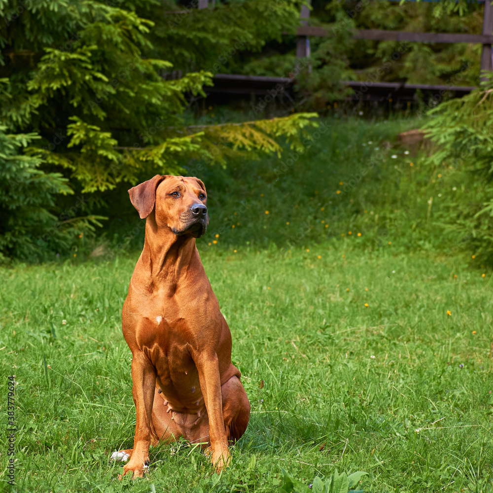 Dog Rhodesian ridgeback sitting outdoors over green grass background