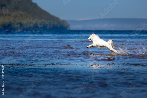 dogs on water