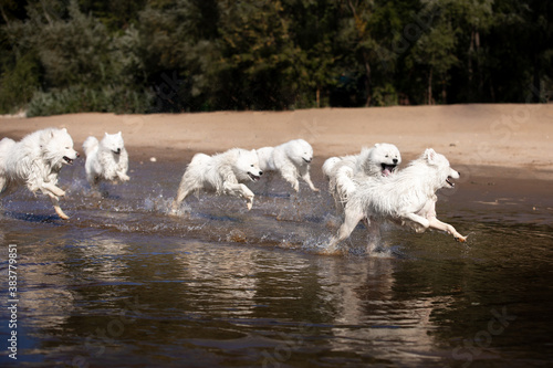 dogs on water