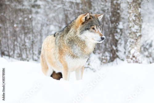 Beautiful alpha male wolf stands in the snow in beautiful winter forest © kjekol