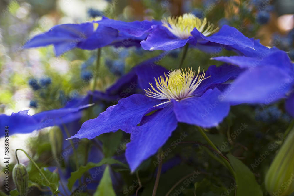 クレマチス テッセン のｺﾊﾞﾙﾄﾌﾞﾙｰの花 Stock Photo Adobe Stock