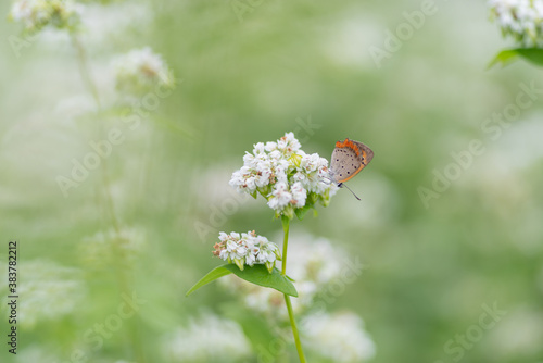 蕎麦の花と蝶