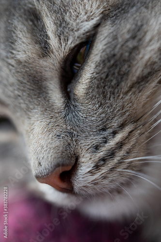 slumbering gray kitten, muzzle close-up a cat