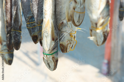 Dried fish hanging in the sunlight with insect net.