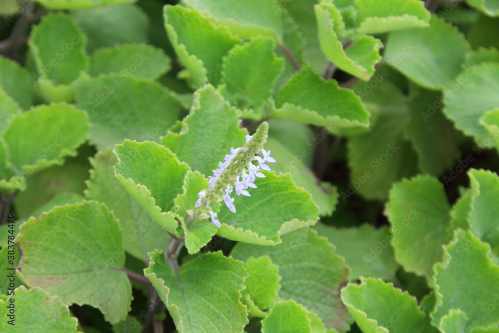 Branch of Mexican Mint or Coles amboinicus flowers blooming on branch. Another name is Cuban Oregano, Indian Borage, Mexican Thyme, Spanish Thyme. In Thailand people eat same another vegetable. Branch of Mexican Mint or Coles amboinicus flowers blooming on branch. Another name is Cuban Oregano, Indian Borage, Mexican Thyme, Spanish Thyme. In Thailand people eat same another vegetable.