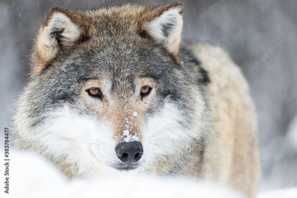 Close-up portrait of a magnificent wolf in the cold winter forest