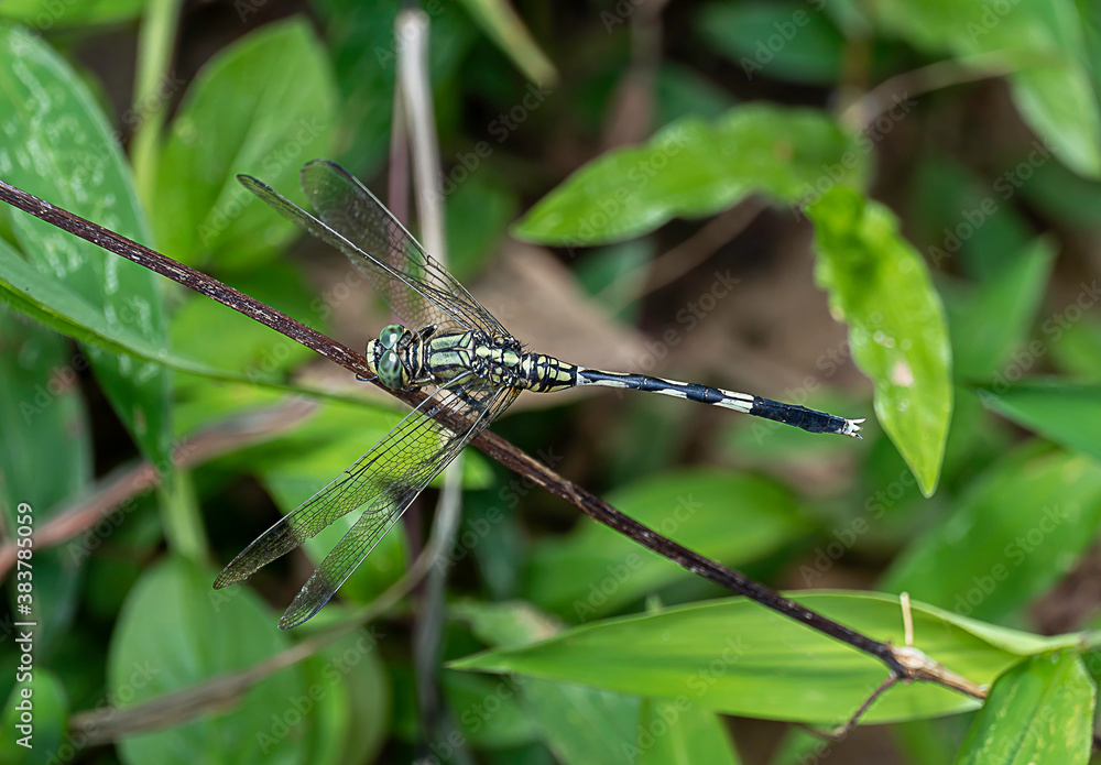 dragonfly resting on a twig dragonfly resting on a twig