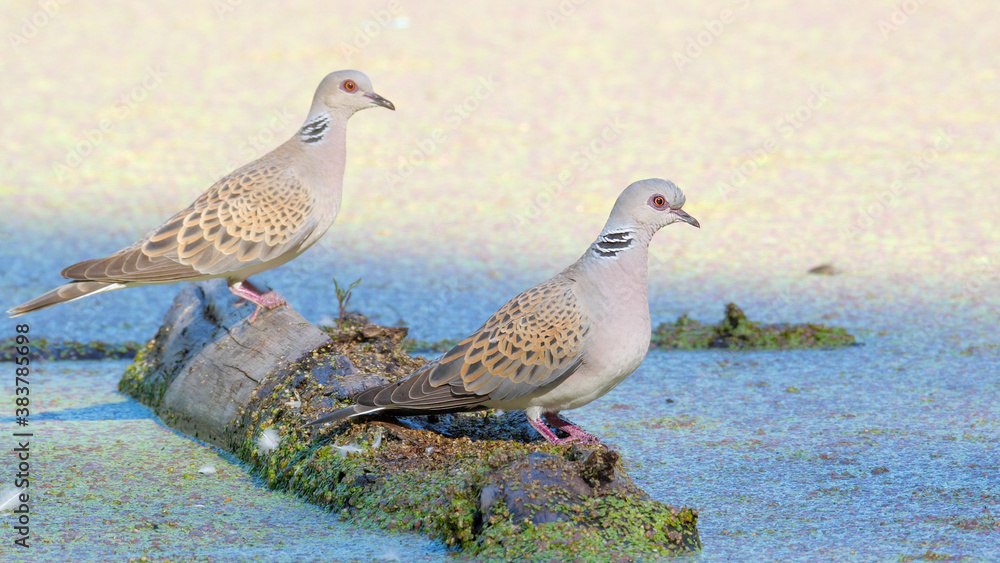 European turtle dove. Adult birds, couple. Streptopelia turtur European turtle dove. Adult birds, couple. Streptopelia turtur
