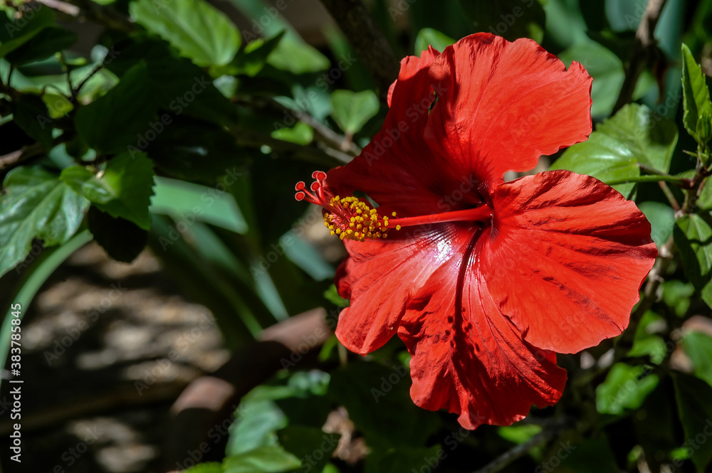 Chinese Hibiscus (Hibiscus rosa-sinensis) in garden, Los Angeles, California, USA Chinese Hibiscus (Hibiscus rosa-sinensis) in garden, Los Angeles, California, USA