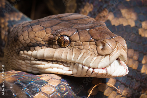 Close-up of python snake photo