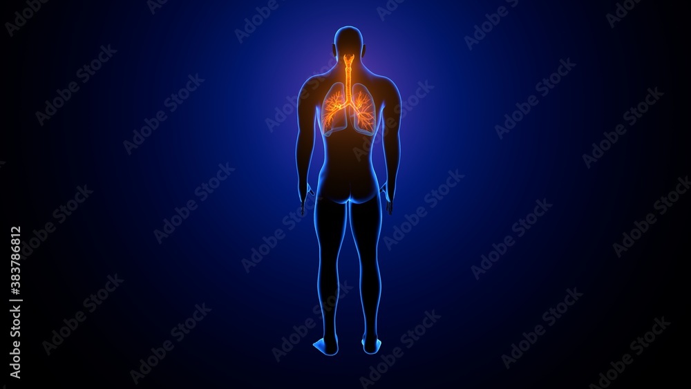 3d illustration human respiratory system lungs anatomy 3d illustration human respiratory system lungs anatomy